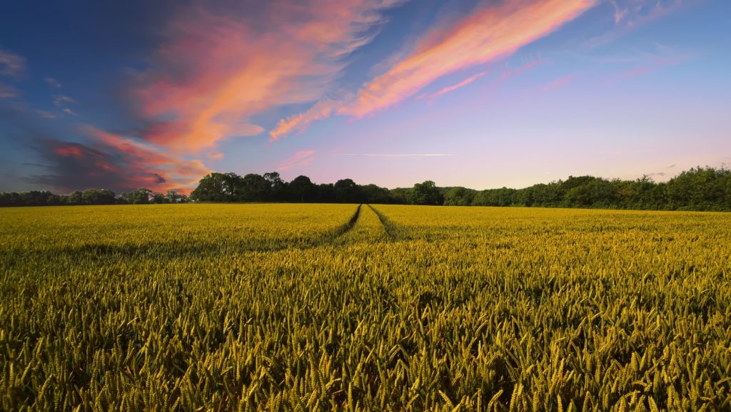 Agriculture Agriculture