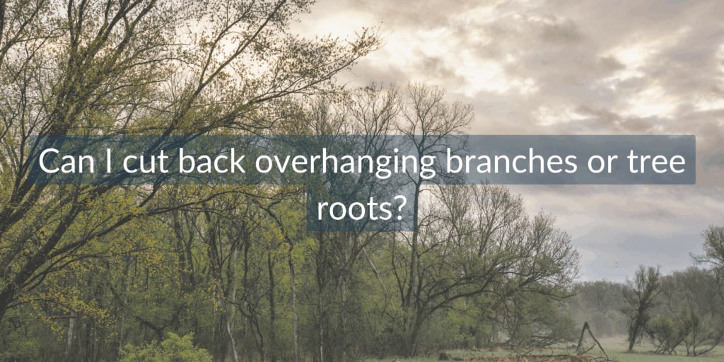 neighbour disputes: can i cut back overhanging branches or tree roots?