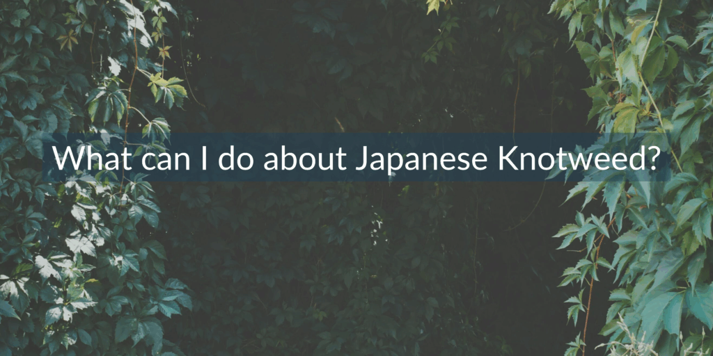 what can I do about Japanese knotweed neighbour disputes